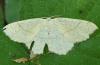 Cyclophora sp.